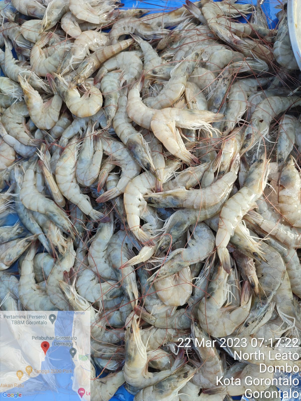 Vannamei Shrimp